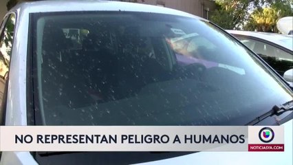 Insectos dañinos para vehículo