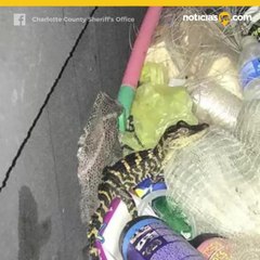 Saca caiman de sus pantalones