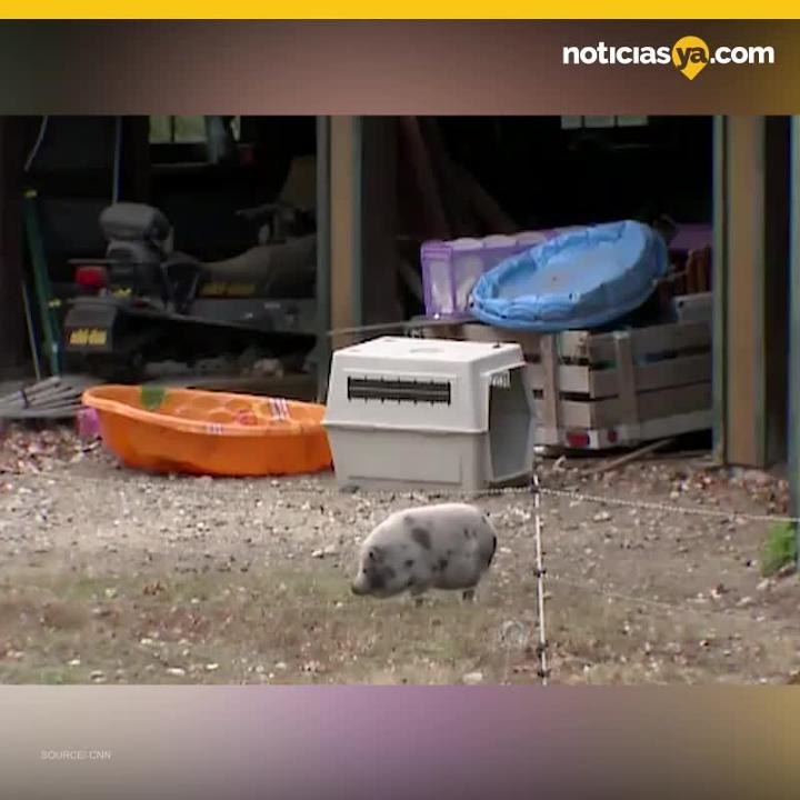 Pareja Acusada