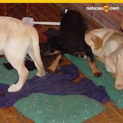 Cachorros traficantes