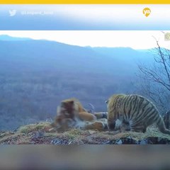 Captan a pequeos tigres siberianos jugando juntos