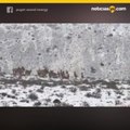 Increíble video muestra manada de alces cruzando por la carretera