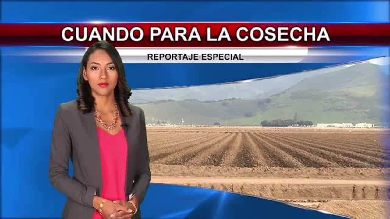 Cuando para la cosecha (reportaje completo)
