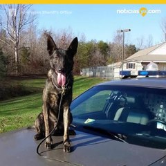 Oficial canino rescató a niños