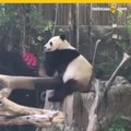 PANDAS DEL ZOO DE SAN DIEGO DEVUELTOS A CHINA