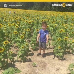 Campo de girasoles detiene el trfico en Carolina del Norte