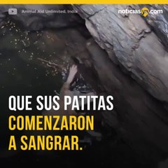EMOTIVO RESCATE DE PERRITA QUE CAYÓ A UN POZO