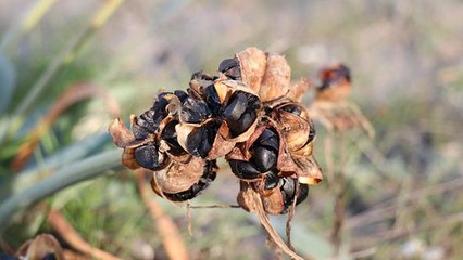 Bu çiçeği kopartmanın cezası dudak uçuklatıyor