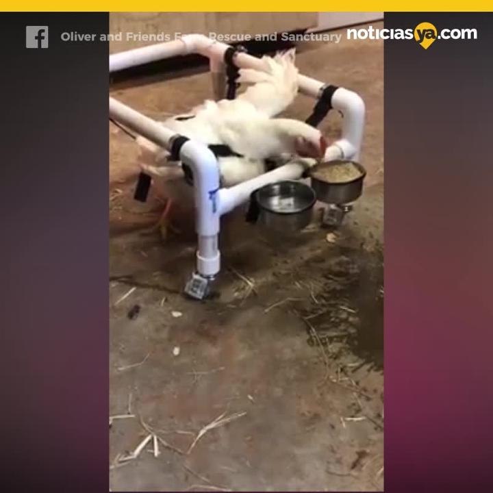 Arman silla de ruedas para gallina gorda que ya no poda caminar