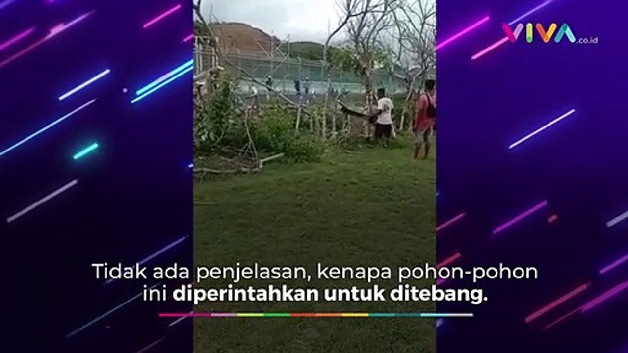 Sempat Viral, Pohon Sirkuit Mandalika Akhirnya Ditebang