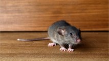 L’appel à l’aide d’une femme dont l’appartement est envahi par les rats