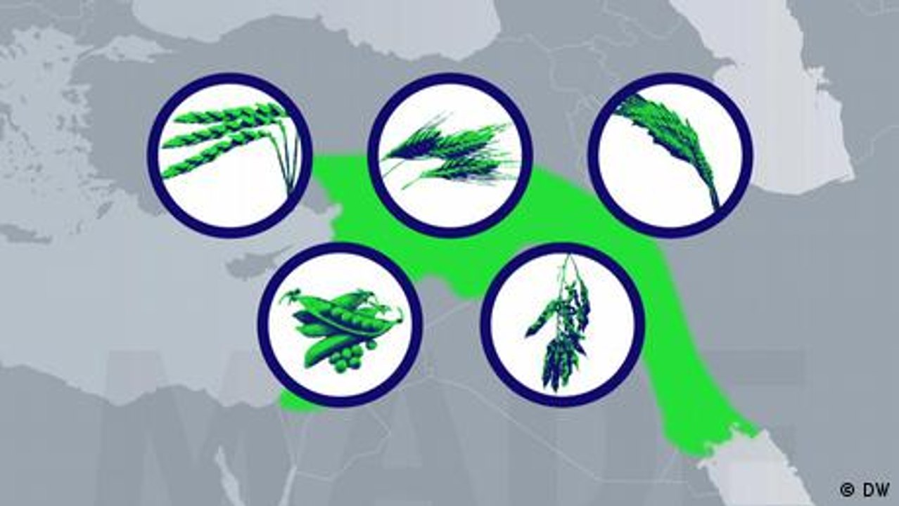 Die Geschichte des Saatguts