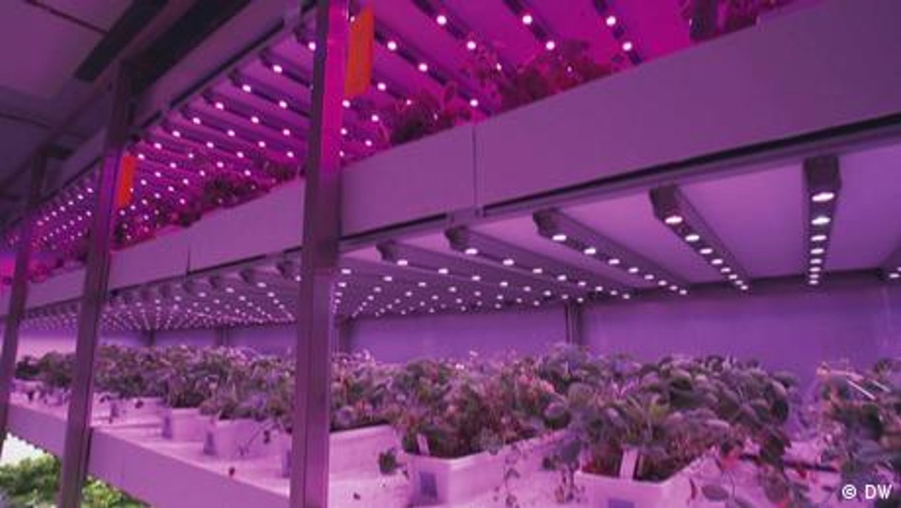 Erntewunder dank LED