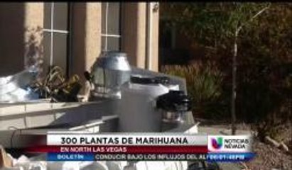 Encuentran plantío de marihuana en North Las Vegas