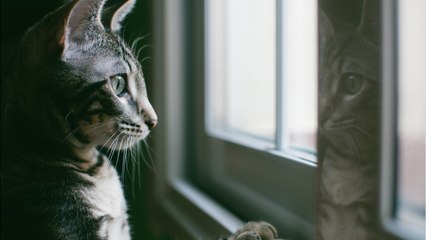 Cri d'alarme d'un couple : leur maison est envahie par... des chats