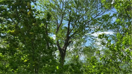 Ils déracinent une dizaine d'arbres d'un parc national pour les planter dans leur jardin