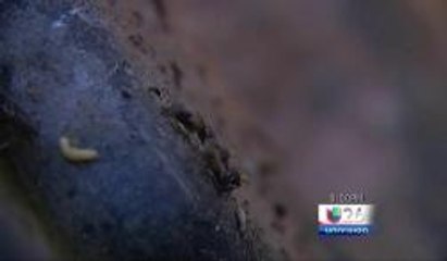 Univision 26 SIempre a su lado.