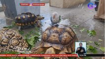 Bonding ng African lovebird at mga tortoise, kinagiliwan online | SONA