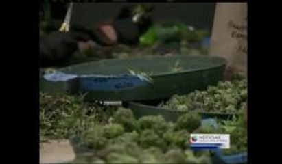 Lawrence: Alcalde lanza campaña contra la Marihuana medicinal