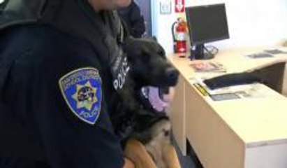 Oficial canino contra las drogas