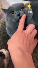 kucing lucu, enak enak enak