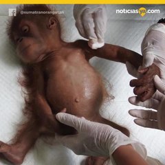 Una orangután en peligro de extinción quedó ciega tras 74 disparos