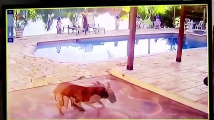 Dog Causes Havoc After Racing Right Into Hammock