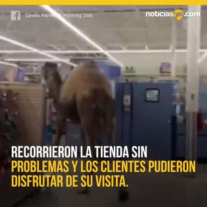 VIDEO: Jeffrey, el camello, hizo una visita a PetSmart