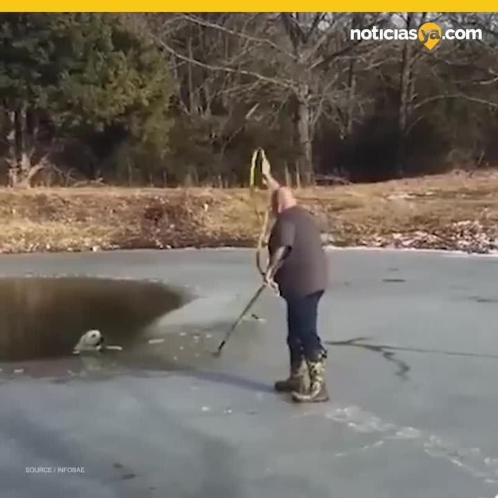 Rescatan a perro