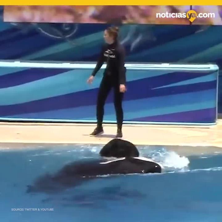 Ballena aprende a decir Hello