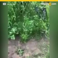 Osos salvajes devoran cadveres tras saquear un panten