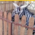 Pintan a burros para disfrazarlos de cebras en zoo de Egipto