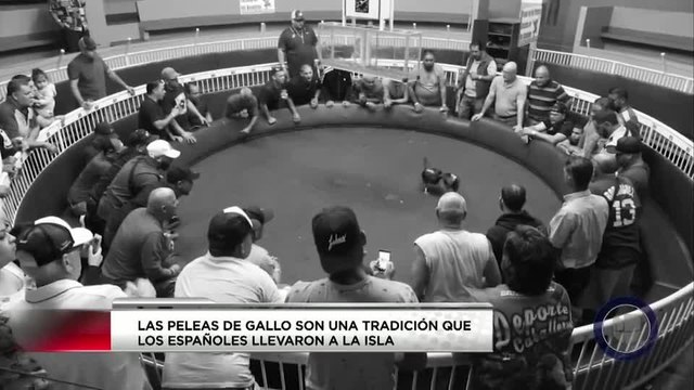 Puerto Rico: La Realidad - Las peleas de gallos podrían llegar a su fin pt2