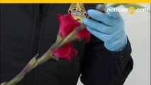 CBP Flores San Valentin