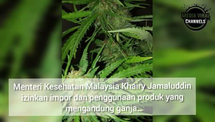 Malaysia Izinkan Penggunaan Ganja untuk Penggunaan pengobatan
