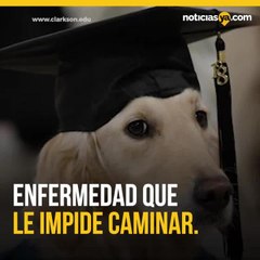 Perro recibe su propio diploma honorario en graduacin de su duea