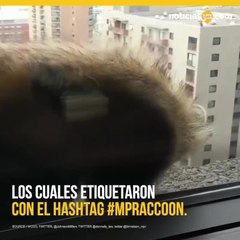 Mapache angustia a internet al trepar edificio de 20 pisos