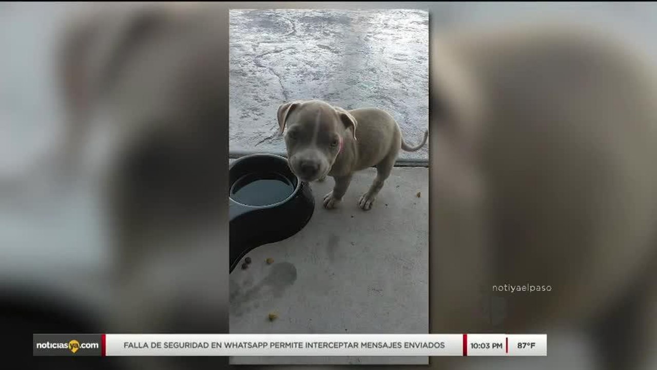 Perrita desaparecida