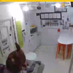 Rodolfo el Reno roba en una tienda de Colorado