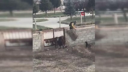 Küçük çocuğun köpek sevgisi görenleri gülümsetti