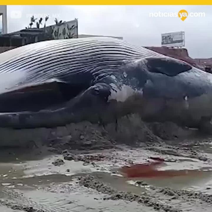 Ballena varada profepa