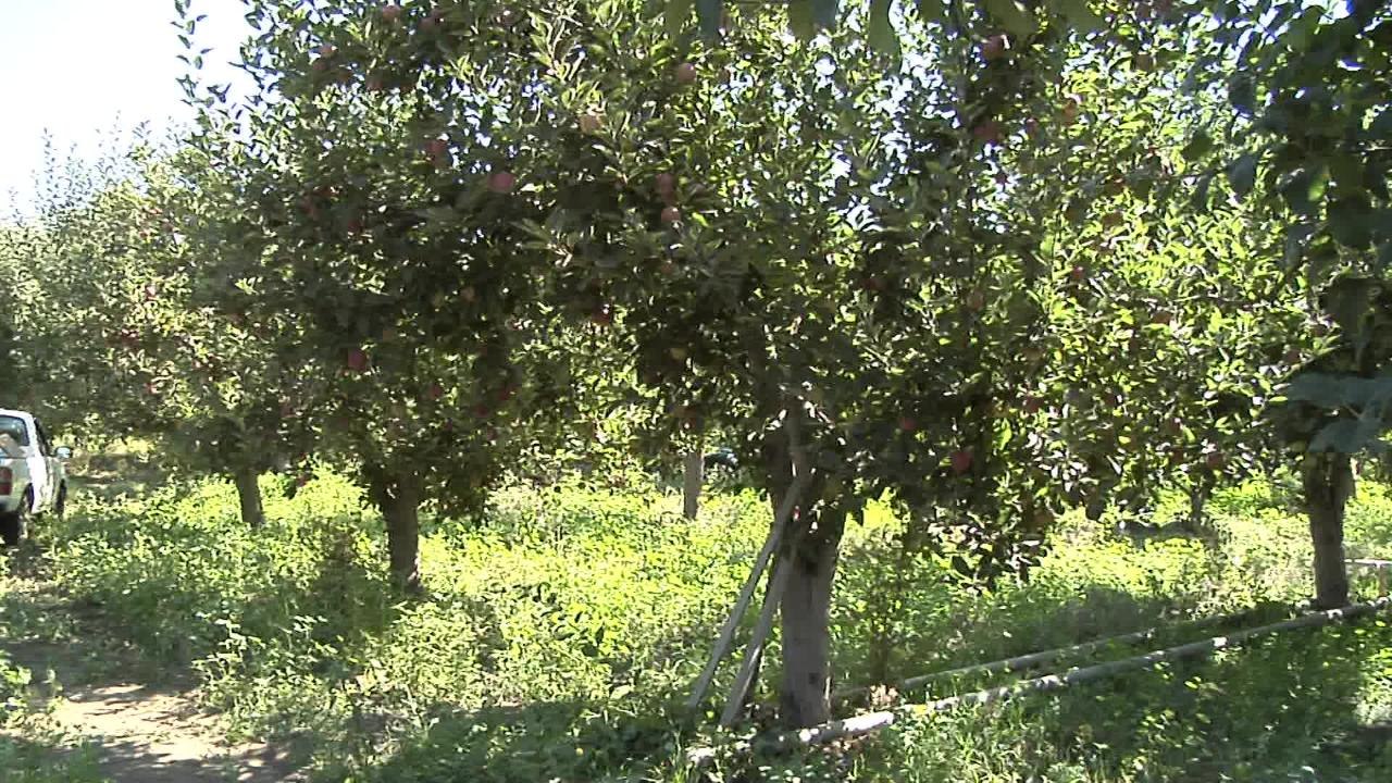 LOANS FOR FARMWORKERS