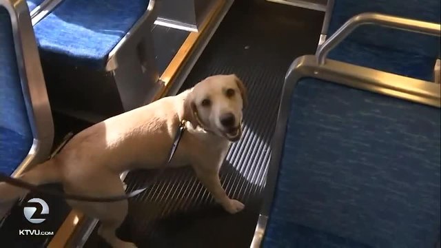 VTA gets two new bomb-sniffing dogs - Story KTVU - http ktvu.comnewsvta-gets-two-new-bomb-sniffing-dogs (1)