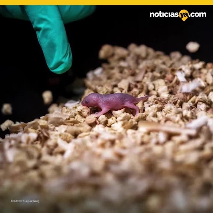 Ratones del mismo sexo tienen crías y rompen las reglas de la biología