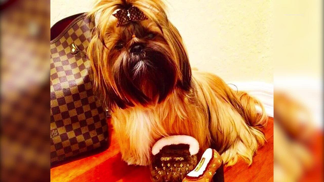 Perros que son más ricos que tú