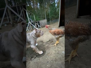 Chicken Shows Olde English Bulldogge Who’s Boss