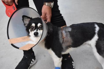 PİTBULL, SALDIRDIĞI KÖPEK İLE SAHİBİNİ YARALADI