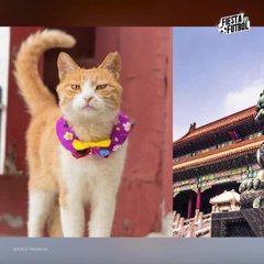 Muere gato que predice el futuro