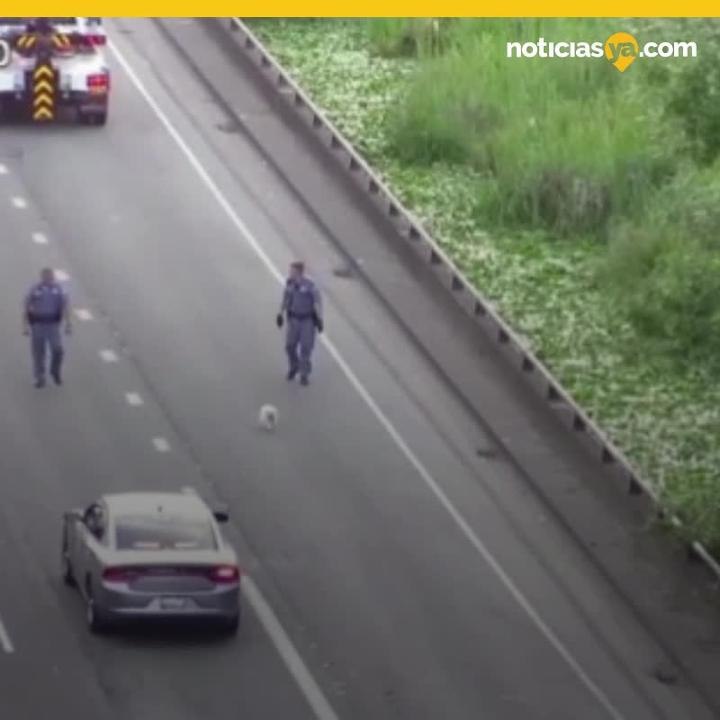 perrito genera persecusion en carretera