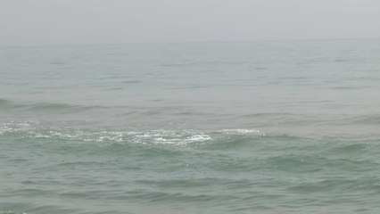 Cadaver en Isla del Padre